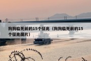 狗狗临死前的15个征兆（狗狗临死前的15个征兆图片）