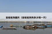 吉娃娃狗图片（吉娃娃狗狗多少钱一只）