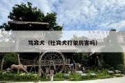 笃宾犬（杜宾犬打架厉害吗）