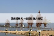 德国腊肠犬（德国腊肠犬图片）