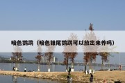暗色鹦鹉（暗色锥尾鹦鹉可以放出来养吗）