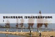 智利火玫瑰有毒吗（智利火玫瑰是保护动物吗）