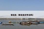 银龙鱼（银龙鱼好养活吗）