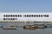 仓鼠的寿命有多长（仓鼠的寿命有多长?死前有什么征兆?）