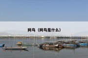 网鸟（网鸟是什么）