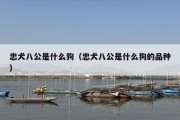忠犬八公是什么狗（忠犬八公是什么狗的品种）