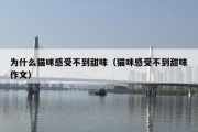 为什么猫咪感受不到甜味（猫咪感受不到甜味作文）