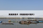 英国跳猎犬（英国跳猎犬图片）
