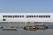 如何训练边境牧羊犬（边境牧羊犬训练教程视频）