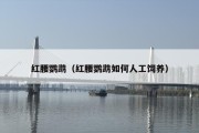 红腰鹦鹉（红腰鹦鹉如何人工饲养）