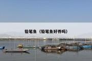 铅笔鱼（铅笔鱼好养吗）