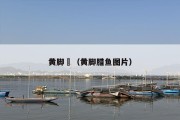黄脚鱲（黄脚腊鱼图片）