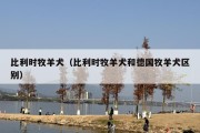 比利时牧羊犬（比利时牧羊犬和德国牧羊犬区别）