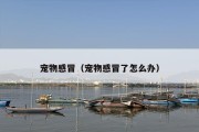 宠物感冒（宠物感冒了怎么办）