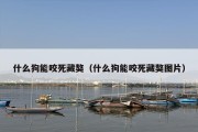 什么狗能咬死藏獒（什么狗能咬死藏獒图片）