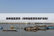 绿颊锥尾鹦鹉（绿颊锥尾鹦鹉保护级别）