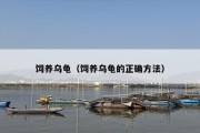 饲养乌龟（饲养乌龟的正确方法）