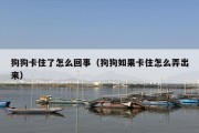 狗狗卡住了怎么回事（狗狗如果卡住怎么弄出来）