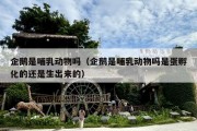 企鹅是哺乳动物吗（企鹅是哺乳动物吗是蛋孵化的还是生出来的）